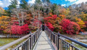 20241117ブラーゼンサイクリング倶楽部紅葉ライド告知写真