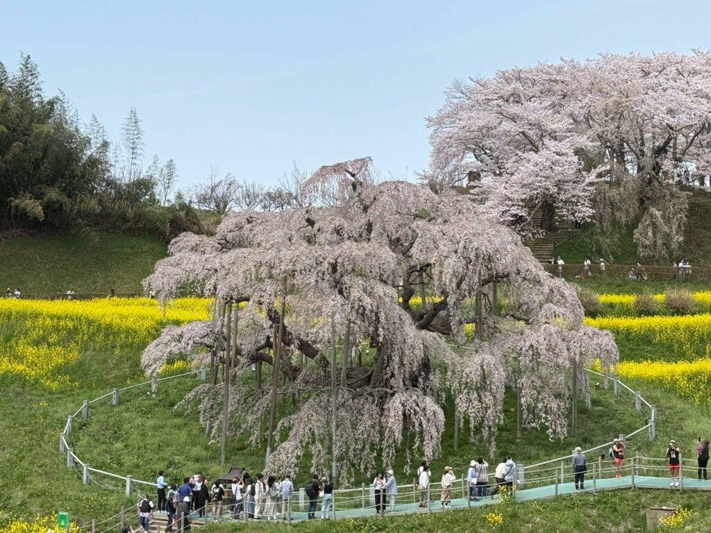 250419ウルトラの父に会いに行くライド